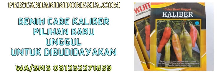 wijitani, wiji tani, kaliber wijitani, benih cabe rawit, cabe rawit